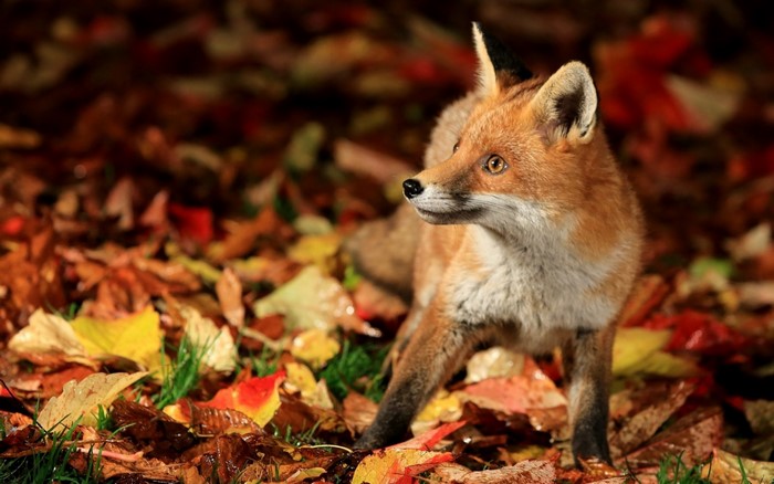 Red fox in autumn leaves