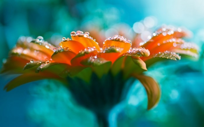 Macro photography of orange flower with water drops