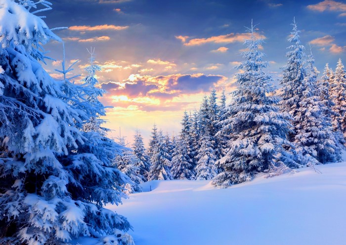 Snow-Covered Pine Forest at Sunset
