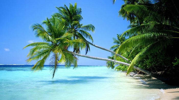 Palm trees over a tropical beach and turquoise ocean