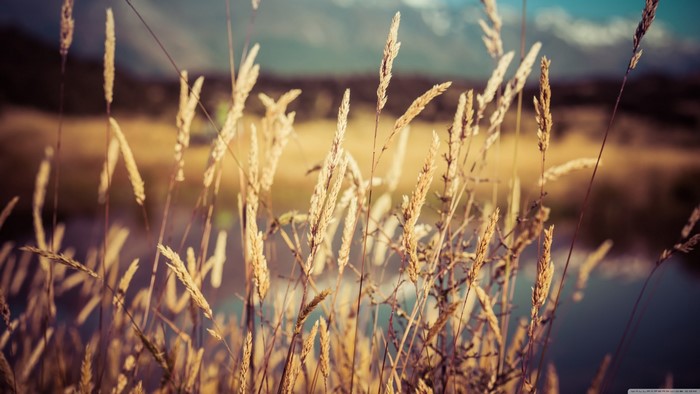 Close-up of dry grass stalks with blurred background