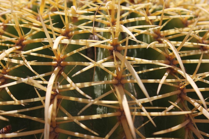 Close-up of a Barrel Cactus with Sharp Yellow Spines