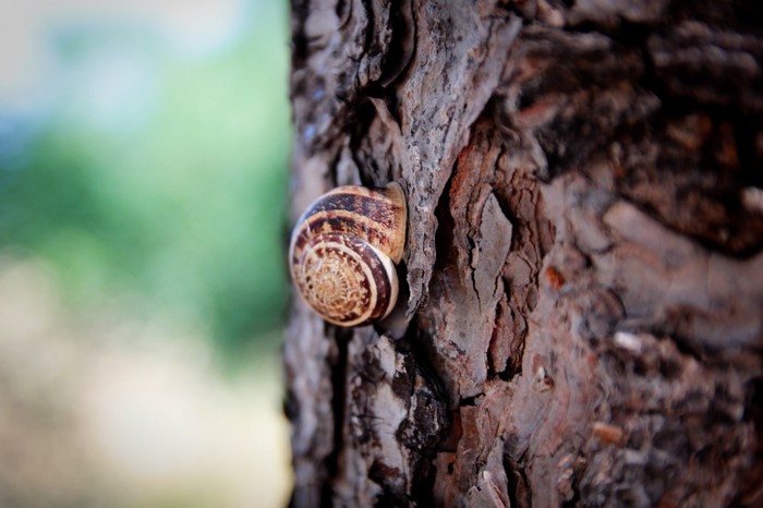 Snail on a tree trunk