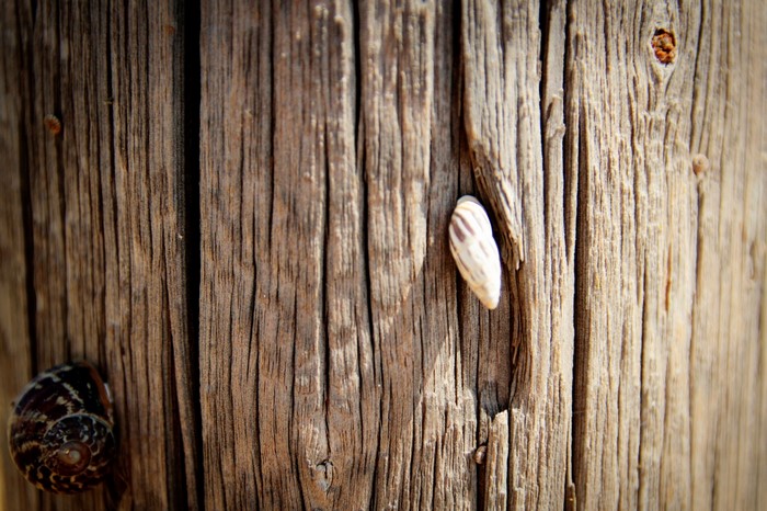 Two shells on a weathered wooden surface