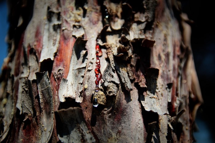 Close up of tree bark with dripping resin