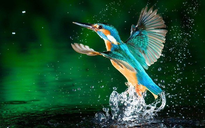 Kingfisher bird splashing in water