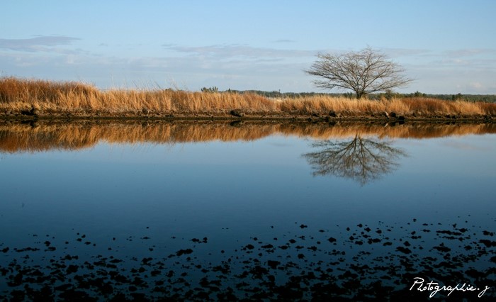 Bare tree reflected in calm water with dry grass bank
