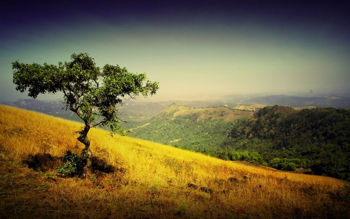 Lone tree on a golden grassy hill overlooking a valley