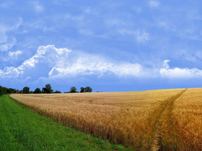Wheat field under a cloudy blue sky