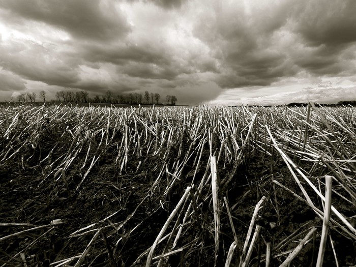 Field of stubble under cloudy sky
