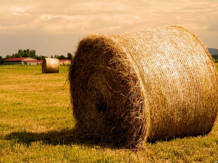 Hay bales in a field with farm buildings in the background