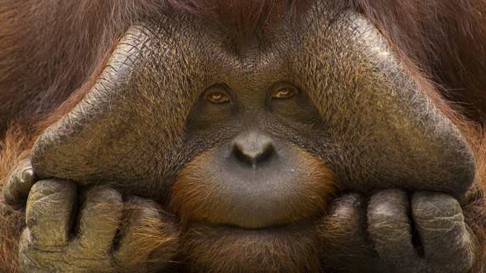 Close-up of an orangutan's face with hands resting on cheeks