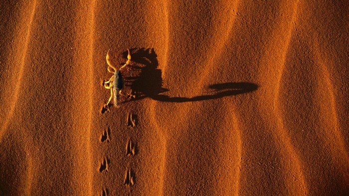 Scorpion walking on sand dunes in the desert