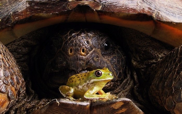 Frog sitting on a turtle