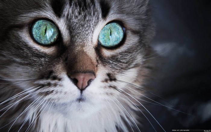 Close up of a cat's face with striking blue eyes