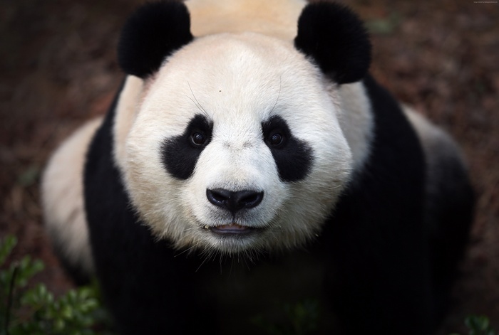 Сhina panda, China, white, nature, bears, eyes, black, zoo, animal, wild