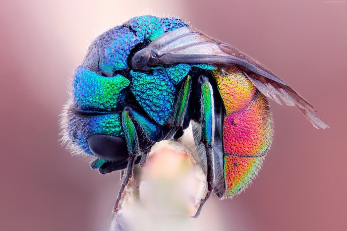 Close-up of a metallic cuckoo wasp with iridescent colors