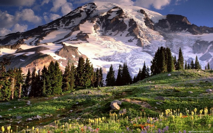 Snow-capped mountain range with a wildflower meadow in the foreground
