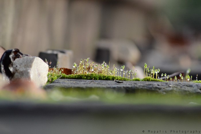 Moss with water droplets on a wooden surface
