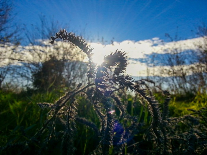 Sunlight shining through a dry plant stalk