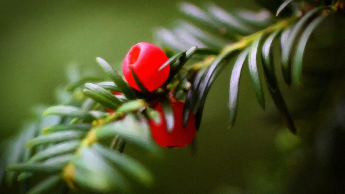 Close up of red berries on a yew tree branch