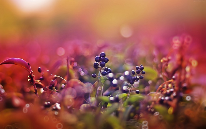 Macro shot of purple berries with bokeh