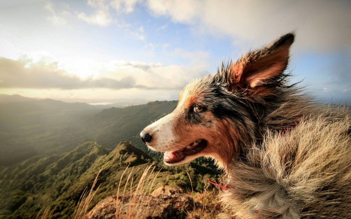 Dog on a mountain overlooking a valley