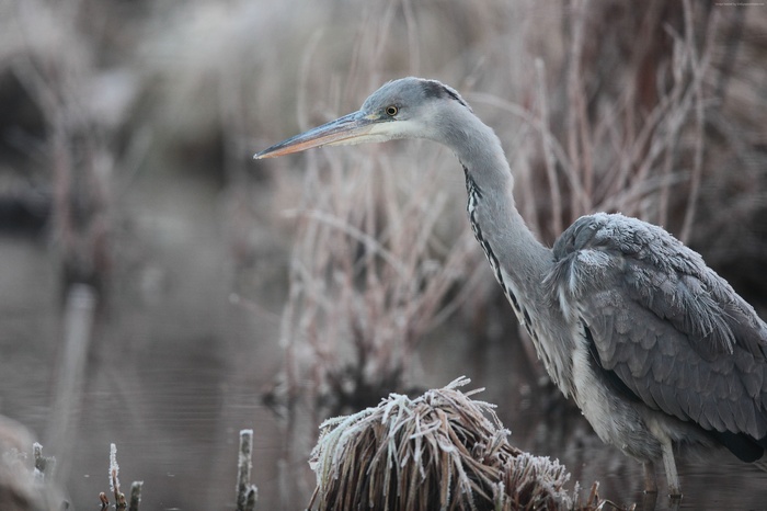 Grey Heron in Frosty Eastern Europe
