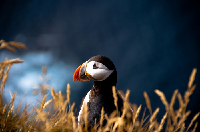 Atlantic puffin, 4k, animal, 5k, British Isles, nature, bird, Atlantic Ocean, colorful