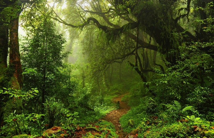 trees, leaves, 4k, summer forest, grass, green, 5k