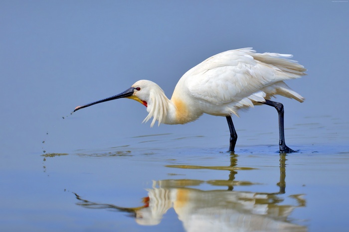 Eurasian Spoonbill bird in water with reflection