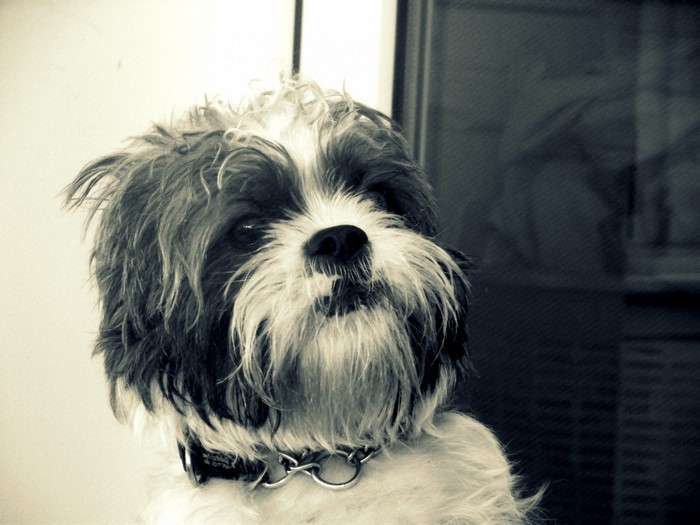 Monochrome portrait of a Shih Tzu dog