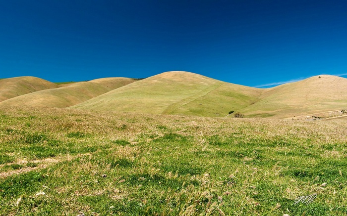 Rolling green hills under a clear blue sky