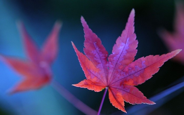 Red maple leaf in macro photography