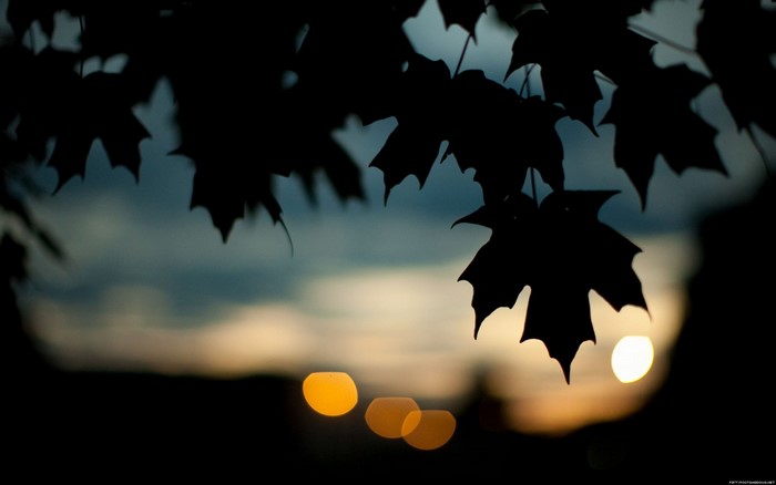 Silhouette of maple leaves against bokeh lights