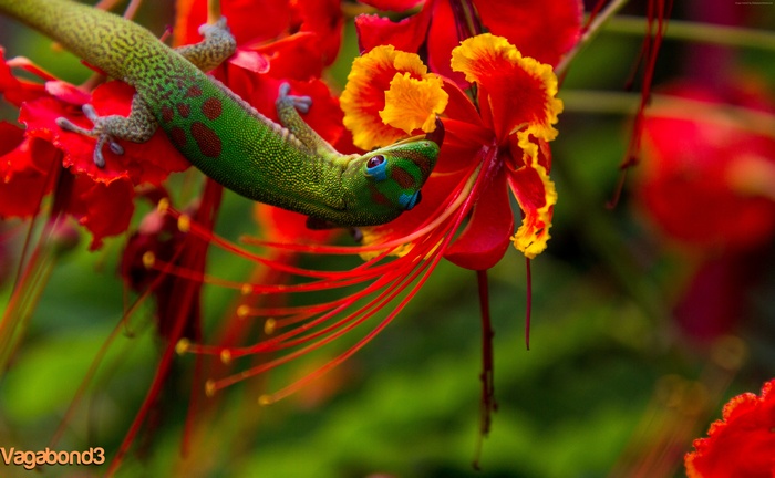 Green Gecko on Red Flowers in Hawaii