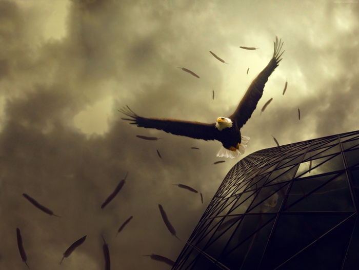 Bald Eagle flying near a modern building with feathers falling