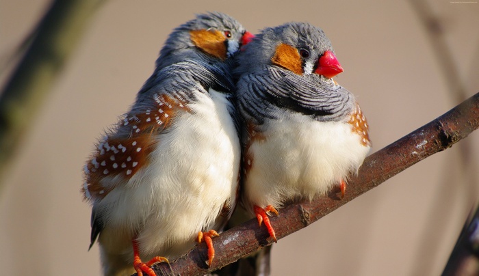 East Timor, 5k, Indonesia, zebra finch, branch, tourism, white, 4k, bird, animal, nature, blue