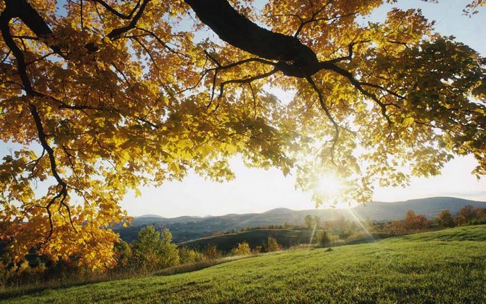 Autumn tree branch with yellow leaves and sunlit hills