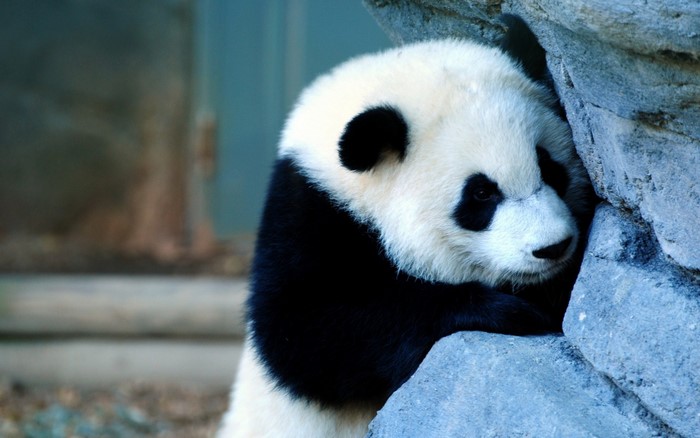 Giant panda leaning against a rock