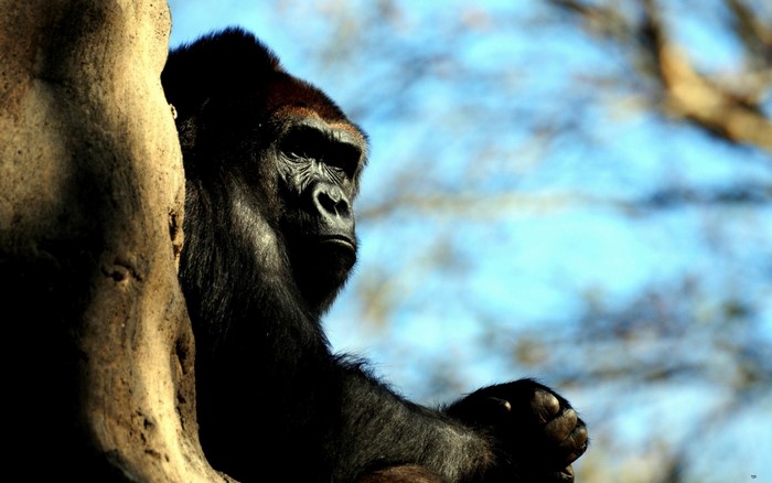 Gorilla resting against a tree trunk