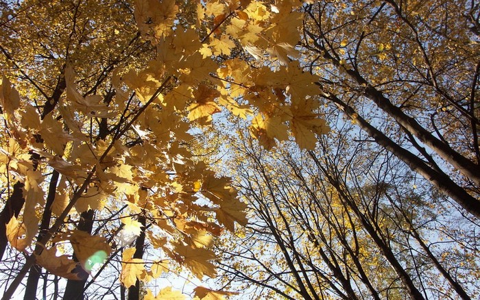 Autumn leaves on trees against blue sky
