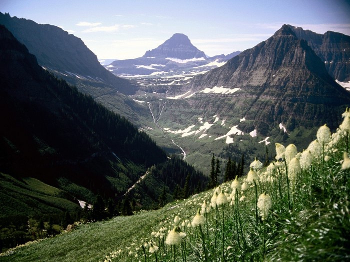 Mountain valley with wildflowers and snow-capped peaks