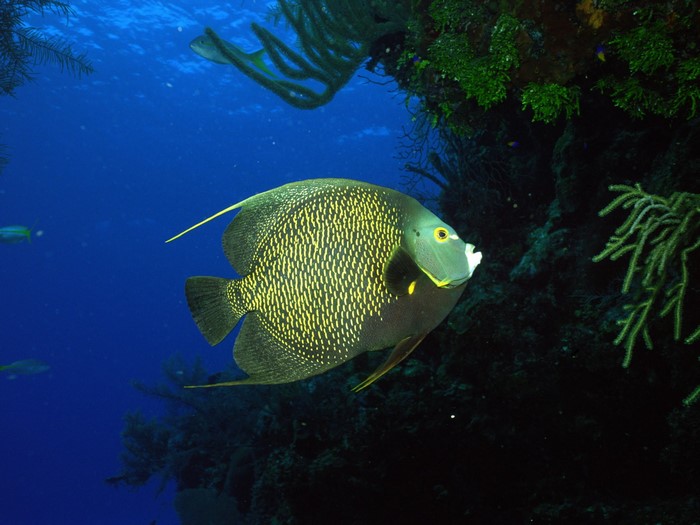 French Angelfish swimming near coral reef