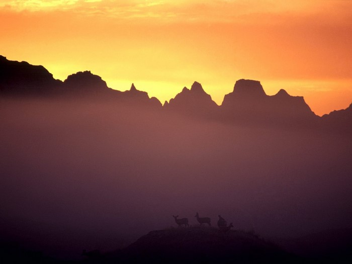 Deer silhouetted against misty mountains at sunset