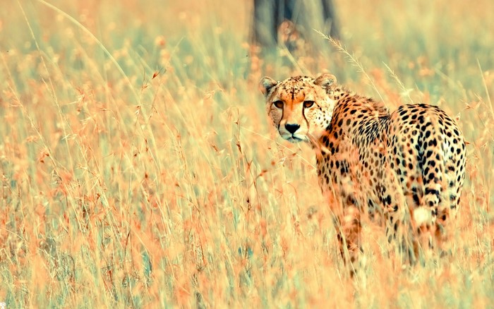 Cheetah in tall dry grass on the savanna
