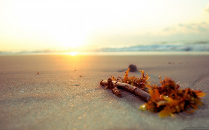 Driftwood and seaweed on a sandy beach at sunrise