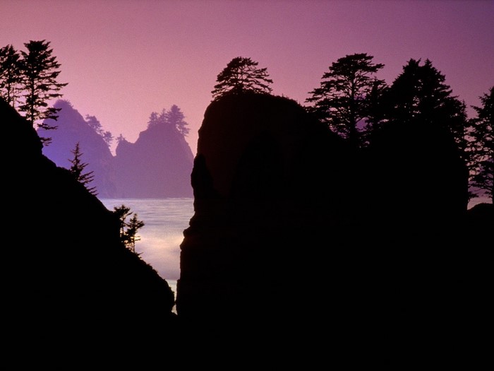 Silhouetted trees and sea stacks at sunset