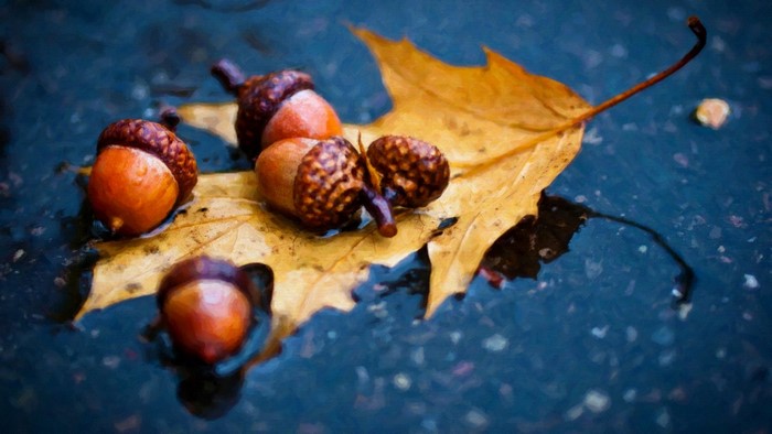 Acorns and a fallen leaf on wet ground