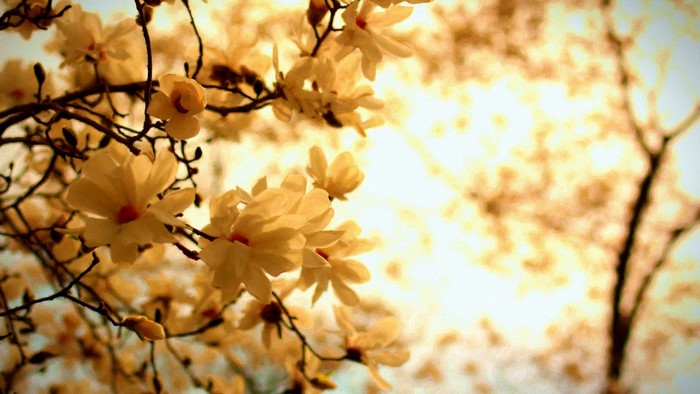 Close up of white magnolia blossoms on a branch